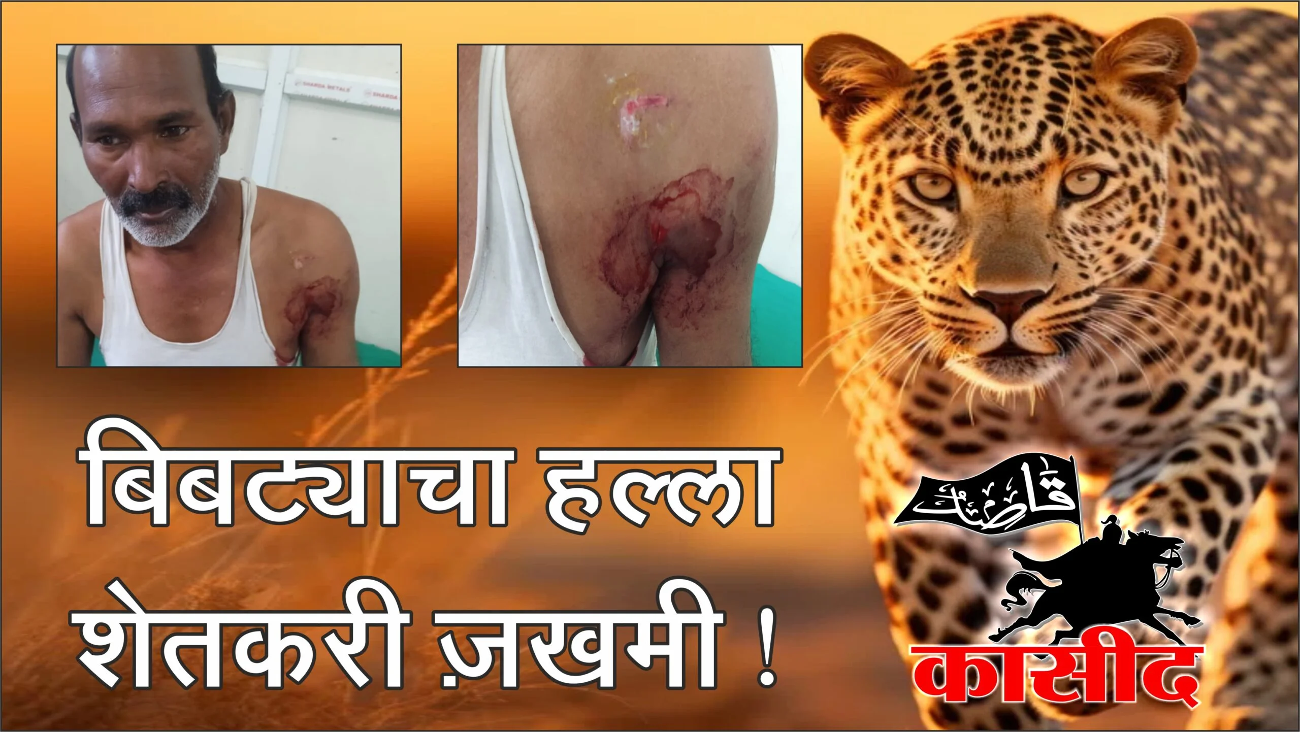 बुलढाणा जिल्ह्यातील येवता गावात बिबट्याचा शेतकऱ्यावर हल्ला; डिगांबर घेवंदे जखमी, परिसरात भीतीचे वातावरण